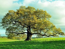 ממטרד למשאב