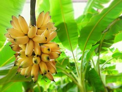 גידול בננות