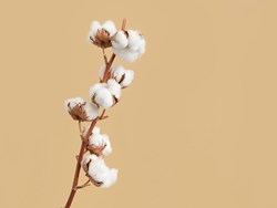 כותנה: מהסיב אל החוט