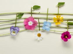 מחרוזת שירי ילן שטקליס