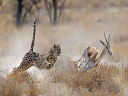זן נדיר - טורפים