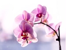 The deception of orchid plants