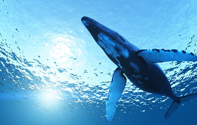 צילום של לווייתן כחול מתחת למים