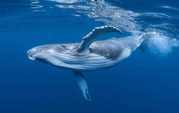 לווייתן כחול באילת