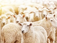 חליבת כבשים בישראל