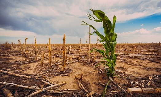 חקלאות ושינוי האקלים