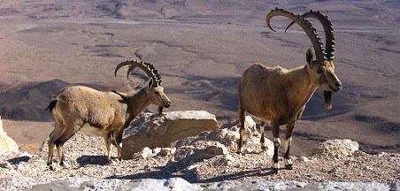 טיולים ופעילות חוץ בית ספרית