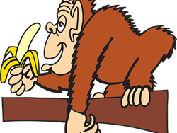 The Bananas Song