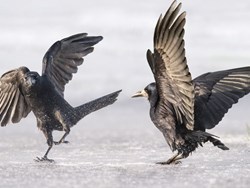 אליהו בנחל כרית