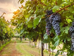 כרם נבות - אנסמבל עתים