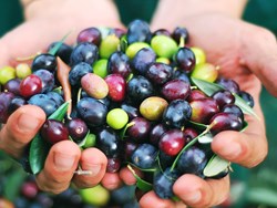 המסיק ועץ הזית