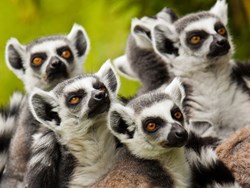 שאלה בקטנה: מהו מגוון ביולוגי?