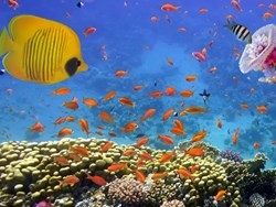 מגוון ביולוגי במצולות הים