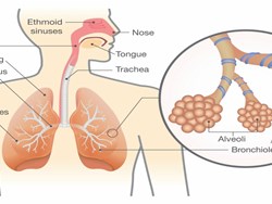 מערכת הנשימה