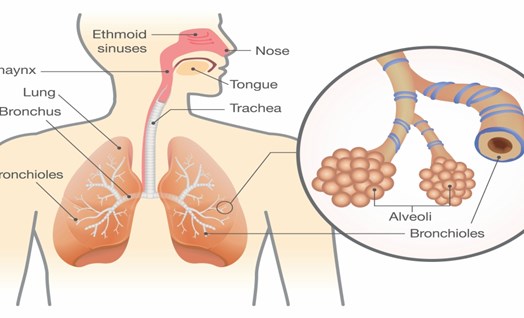 מערכת הנשימה