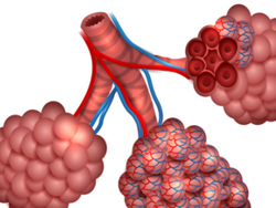 היה היה החיים, הנשימה
