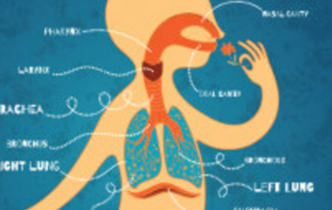 מערכת הנשימה – תהליך הנשימה