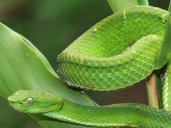 חיות מתחפשות