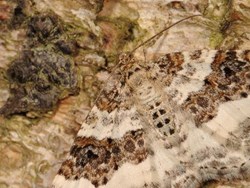 הסוואה בטבע