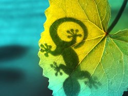 האבולוציה של איברי המין של בע"ח