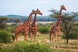 Biomimicry: Learning From the Giraffe
