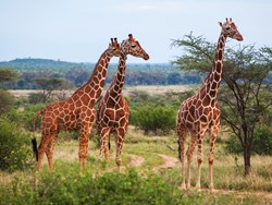 ביומימיקרי עם רן ויעל