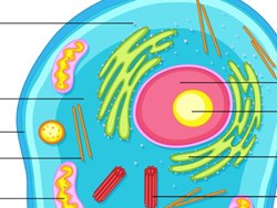 קרום התא – מבנה ותפקוד