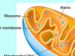מודל דינמי של קרום התא