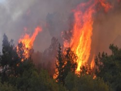 השרֵפה בכרמל, חדשות 2