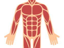 גלילאו: השרירים