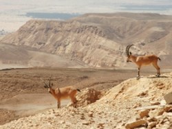 המדבר הישראלי (כתוביות)