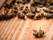 מה הורג את הדבורים?