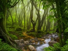 גלילאו: יערות הגשם (מדק' 15:42)