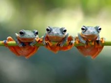 הצפרדע הקטנה: כוחה של חברות