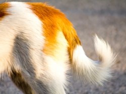 מדוע כלבים מכשכשים בזנב?