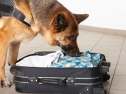 איך כלבים מריחים כל כך טוב?