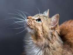 למה החתולים צריכים שפם?