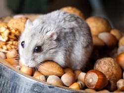 מה האוגר אוגר?