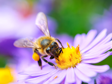 גלילאו: דבורים (מדקה 14.03)