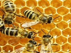 כוורות דבורים (עד דקה 1.37)