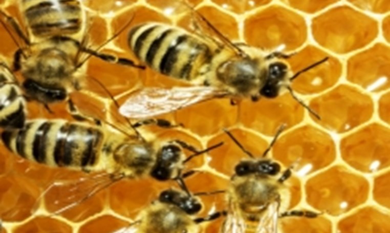 חשיבותה של דבורת הדבש