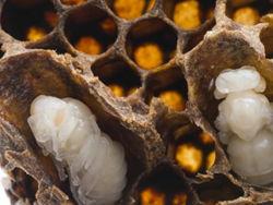 Bees Hatch