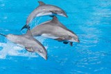 דולפינים כחול לבן