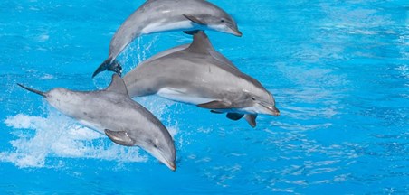 14.4 – יום הדולפין הבין-לאומי