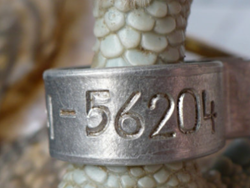 טיבוע ציפורים בטבע