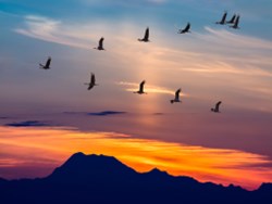 שוסטר ושוסטר: ציפורים נודדות