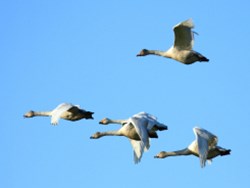 זן נדיר: עופות נודדים