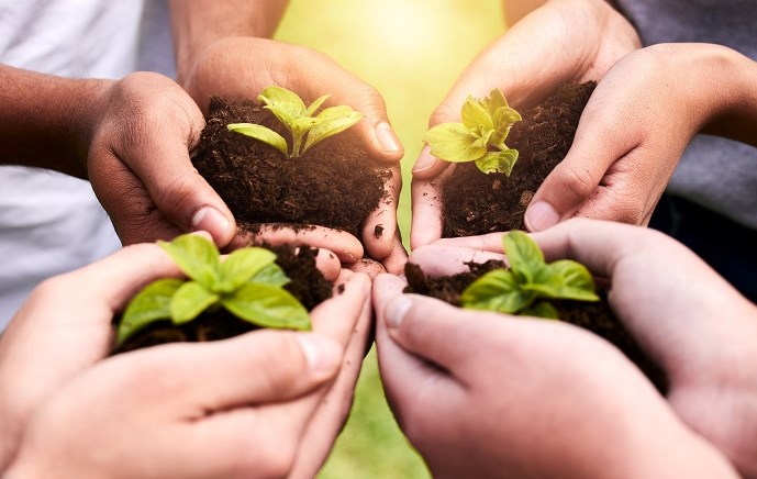 ידיים תופסות שתיל