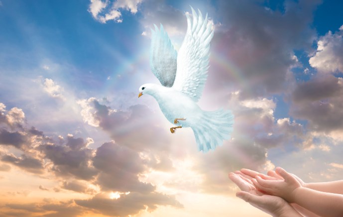 ידיים משחררות יונה לבנה