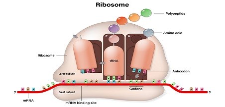 פרופ' עדה יונת לילדים